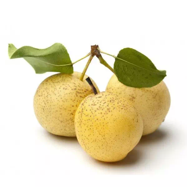 Nashi (poire asiatique)