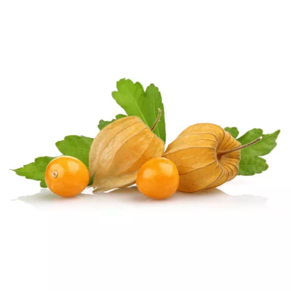 Physalis (Fisalis)